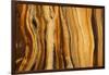 California, White Mountains. Patterns in Bristlecone Pine Wood-Don Paulson-Framed Photographic Print