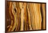 California, White Mountains. Patterns in Bristlecone Pine Wood-Don Paulson-Framed Photographic Print