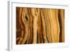 California, White Mountains. Patterns in Bristlecone Pine Wood-Don Paulson-Framed Photographic Print