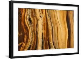 California, White Mountains. Patterns in Bristlecone Pine Wood-Don Paulson-Framed Photographic Print