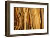 California, White Mountains. Patterns in Bristlecone Pine Wood-Don Paulson-Framed Photographic Print