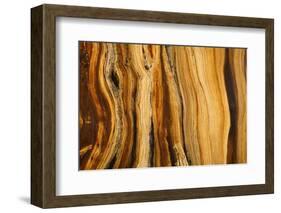 California, White Mountains. Patterns in Bristlecone Pine Wood-Don Paulson-Framed Photographic Print