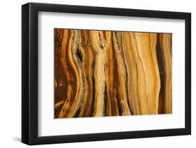 California, White Mountains. Patterns in Bristlecone Pine Wood-Don Paulson-Framed Photographic Print