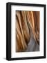 California, White Mountains. Patterns in Bristlecone Pine Wood-Don Paulson-Framed Photographic Print