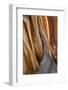 California, White Mountains. Patterns in Bristlecone Pine Wood-Don Paulson-Framed Photographic Print