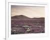 California, Wildflowers on the Dumont Dunes in the Mojave Desert-Christopher Talbot Frank-Framed Photographic Print