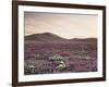 California, Wildflowers on the Dumont Dunes in the Mojave Desert-Christopher Talbot Frank-Framed Photographic Print