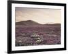 California, Wildflowers on the Dumont Dunes in the Mojave Desert-Christopher Talbot Frank-Framed Photographic Print