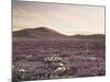 California, Wildflowers on the Dumont Dunes in the Mojave Desert-Christopher Talbot Frank-Mounted Photographic Print