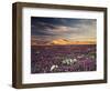 California, Wildflowers on the Dumont Dunes in the Mojave Desert-Christopher Talbot Frank-Framed Photographic Print