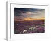 California, Wildflowers on the Dumont Dunes in the Mojave Desert-Christopher Talbot Frank-Framed Photographic Print