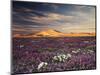 California, Wildflowers on the Dumont Dunes in the Mojave Desert-Christopher Talbot Frank-Mounted Photographic Print