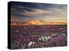 California, Wildflowers on the Dumont Dunes in the Mojave Desert-Christopher Talbot Frank-Stretched Canvas