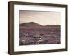 California, Wildflowers on the Dumont Dunes in the Mojave Desert-Christopher Talbot Frank-Framed Photographic Print