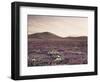 California, Wildflowers on the Dumont Dunes in the Mojave Desert-Christopher Talbot Frank-Framed Photographic Print