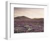 California, Wildflowers on the Dumont Dunes in the Mojave Desert-Christopher Talbot Frank-Framed Photographic Print