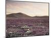 California, Wildflowers on the Dumont Dunes in the Mojave Desert-Christopher Talbot Frank-Mounted Photographic Print