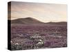 California, Wildflowers on the Dumont Dunes in the Mojave Desert-Christopher Talbot Frank-Stretched Canvas