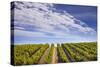 California Wine Country.-Jon Hicks-Stretched Canvas