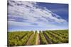 California Wine Country.-Jon Hicks-Stretched Canvas