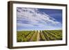 California Wine Country.-Jon Hicks-Framed Photographic Print