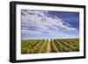 California Wine Country.-Jon Hicks-Framed Photographic Print