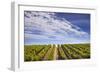 California Wine Country.-Jon Hicks-Framed Photographic Print