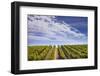 California Wine Country.-Jon Hicks-Framed Photographic Print