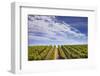 California Wine Country.-Jon Hicks-Framed Photographic Print