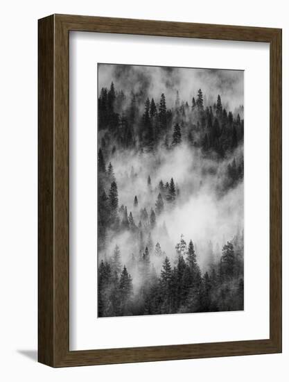 California. Yosemite National Park. Black and White Image of Pine Forests with Swirling Mist-Judith Zimmerman-Framed Photographic Print