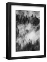 California. Yosemite National Park. Black and White Image of Pine Forests with Swirling Mist-Judith Zimmerman-Framed Photographic Print