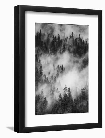 California. Yosemite National Park. Black and White Image of Pine Forests with Swirling Mist-Judith Zimmerman-Framed Photographic Print