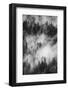 California. Yosemite National Park. Black and White Image of Pine Forests with Swirling Mist-Judith Zimmerman-Framed Photographic Print