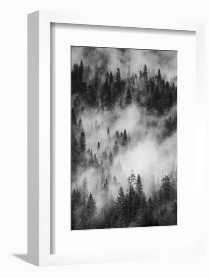 California. Yosemite National Park. Black and White Image of Pine Forests with Swirling Mist-Judith Zimmerman-Framed Photographic Print