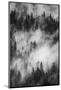 California. Yosemite National Park. Black and White Image of Pine Forests with Swirling Mist-Judith Zimmerman-Mounted Photographic Print