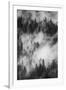 California. Yosemite National Park. Black and White Image of Pine Forests with Swirling Mist-Judith Zimmerman-Framed Photographic Print