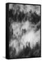 California. Yosemite National Park. Black and White Image of Pine Forests with Swirling Mist-Judith Zimmerman-Framed Stretched Canvas