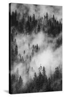 California. Yosemite National Park. Black and White Image of Pine Forests with Swirling Mist-Judith Zimmerman-Stretched Canvas