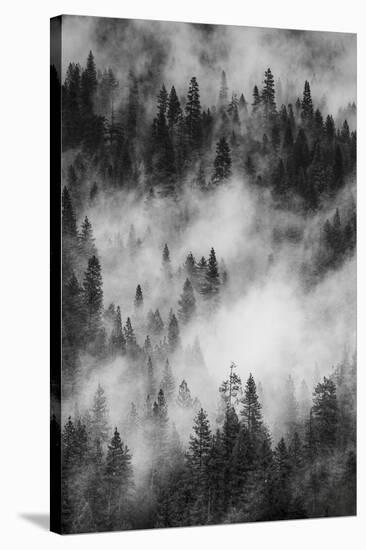 California. Yosemite National Park. Black and White Image of Pine Forests with Swirling Mist-Judith Zimmerman-Stretched Canvas