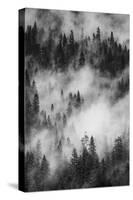 California. Yosemite National Park. Black and White Image of Pine Forests with Swirling Mist-Judith Zimmerman-Stretched Canvas