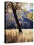 California, Yosemite National Park, California Black Oak Trees in a Meadow-Christopher Talbot Frank-Stretched Canvas