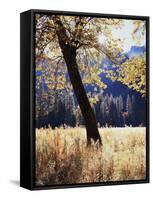 California, Yosemite National Park, California Black Oak Trees in a Meadow-Christopher Talbot Frank-Framed Stretched Canvas