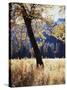 California, Yosemite National Park, California Black Oak Trees in a Meadow-Christopher Talbot Frank-Stretched Canvas