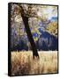 California, Yosemite National Park, California Black Oak Trees in a Meadow-Christopher Talbot Frank-Framed Stretched Canvas