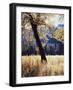 California, Yosemite National Park, California Black Oak Trees in a Meadow-Christopher Talbot Frank-Framed Photographic Print