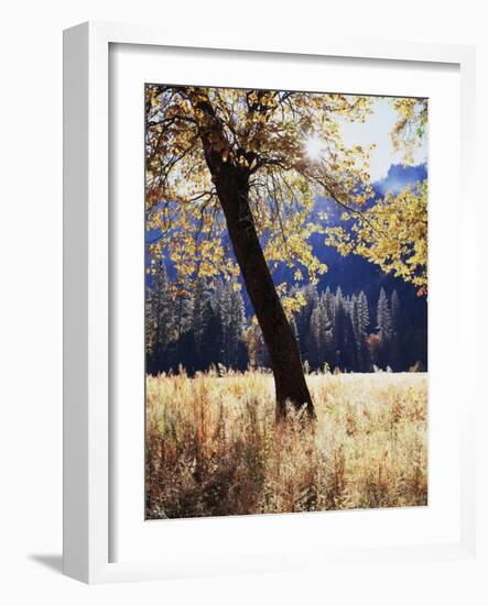 California, Yosemite National Park, California Black Oak Trees in a Meadow-Christopher Talbot Frank-Framed Photographic Print