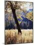 California, Yosemite National Park, California Black Oak Trees in a Meadow-Christopher Talbot Frank-Mounted Photographic Print