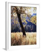 California, Yosemite National Park, California Black Oak Trees in a Meadow-Christopher Talbot Frank-Framed Photographic Print