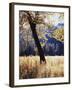 California, Yosemite National Park, California Black Oak Trees in a Meadow-Christopher Talbot Frank-Framed Photographic Print