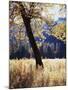 California, Yosemite National Park, California Black Oak Trees in a Meadow-Christopher Talbot Frank-Mounted Photographic Print